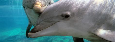 All About Bottlenose Dolphins Scientific Classification Seaworld