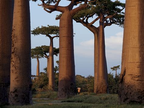 baobab trees madagascar