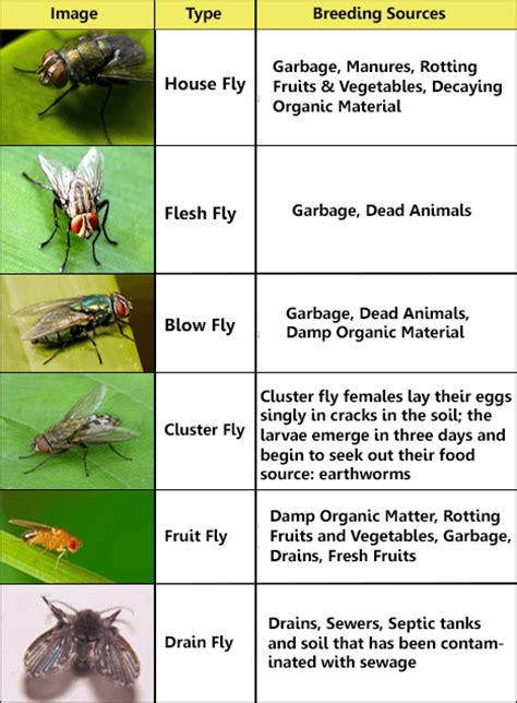 Common Fly Identification Chart Visually
