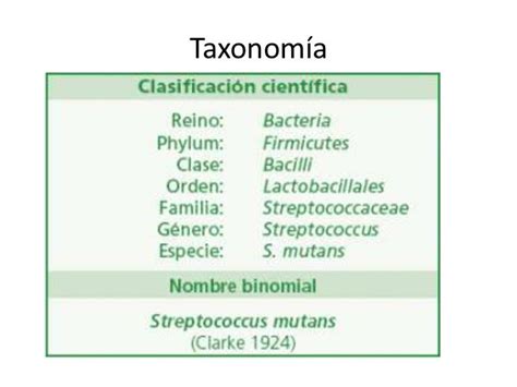 Taxonomia Bacteriana Images