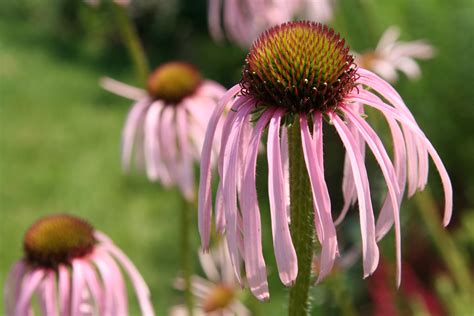 Colonies in the fall may be attacked by raccoons, opossums, or skunks. FafardFlowers for honey bees