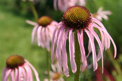 Whether a flower is deep or shallow, red or yellow, generous with nectar or stingy. FafardFlowers for honey bees