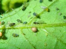 Most insects and wildlife found in the vegetable. Melon (Cantaloupe, muskmelon, and watermelon)-Aphid ...