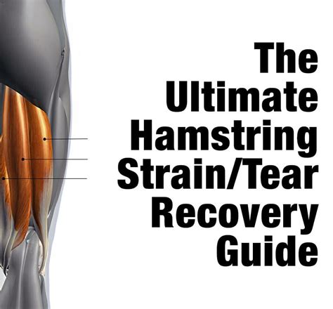 The Ultimate Hamstring Strain Tear Recovery Guide Hamstring Muscles Hamstring Workout