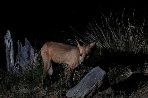 Premium Photo The Maned Wolf Sitting In The Grass Near The Bushes