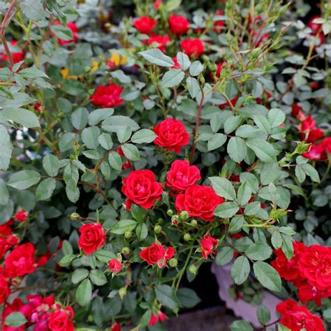 Download Blooming Miniature Roses In A Garden Wallpaper