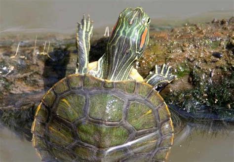 Red Eared Sliders In Ponds Options And Setup
