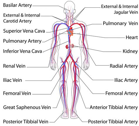 What Is The Superficial Femoral Artery With Pictures