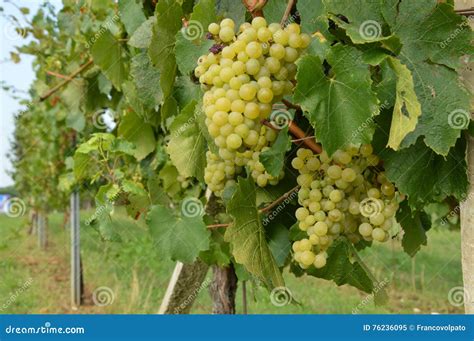 Bunches Of Grapes In A Vineyard Before Harvest Stock Image Image Of