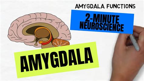 Amygdala The Powerhouse Of Emotions Cognifit
