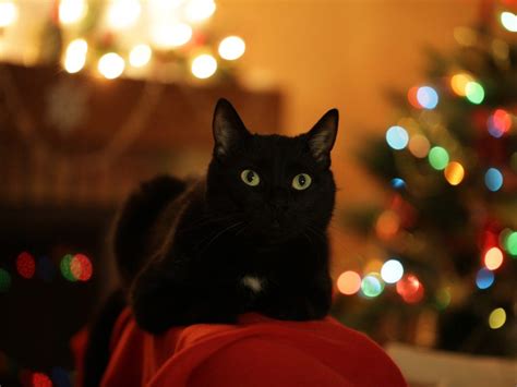 That's why we'd love to help. Deck The Paws: Ensuring A Pet-Safe Holiday Home | CVMBS News