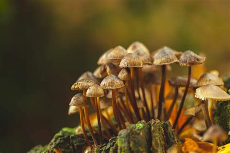 Durante Muito Tempo Os Fungos Foram Classificados Como Vegetais