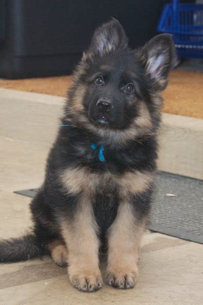 Cute Hair Lengths Long Haired German Shepherd Puppies For Adoption