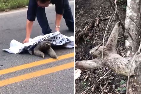 Man Helps Sloth Cross The Road Internet Says Faith In Humanity Restored Gulftoday