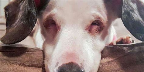 Dog Born Blind And Deaf Because Of A Bad Breeder Videos The Dodo