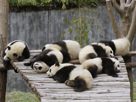 Many Panda Babies Sleeping Wallpaper 1600x1200 Resolution Wallpaper