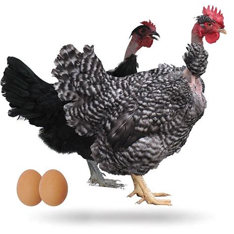 Maybe you would like to learn more about one of these? Por que una gallina pone huevos blandos