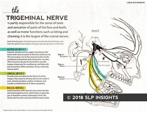 Handout The Trigeminal Nerve Cranial Nerves Trigeminal Nerve