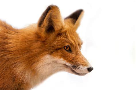 Fox Spirit Animal Meaning