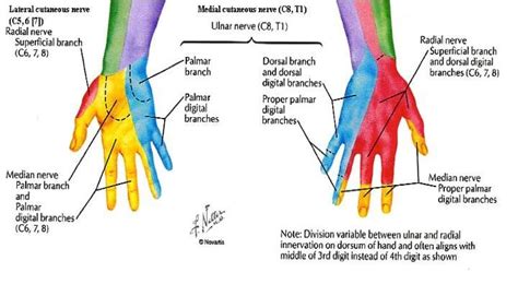 Cutaneous Innervation Of Hand Msk Pinterest The Hand The Ojays