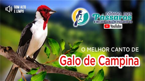 Canto De Galo Campina Selvagem