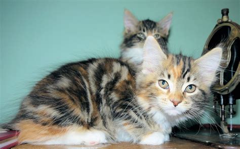 Check spelling or type a new query. Pin on maine coons