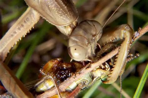 What Do Praying Mantis Eat Praying Mantis Diet Animals Time