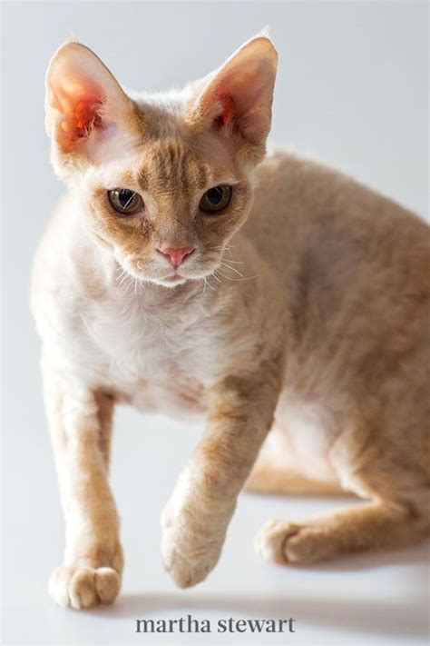 Learn everything about balinese cat, including health and care information. Russian Blue Balinese Cat Hypoallergenic Cats