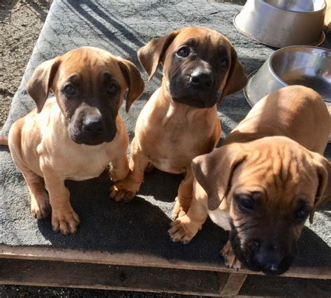 Belgian sheepdog/dutch shepherd puppies for sale near minneapolis. Black Mouth Cur Puppies for Sale - Northern California ...