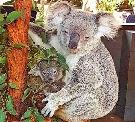 Joey A Baby Koala And His Mother Ubicaciondepersonascdmxgobmx