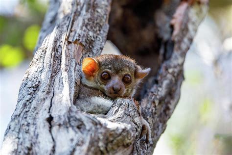 Sportive Lemur Madagascar Wildlife Photograph By Artush Foto