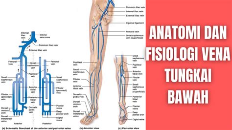 Anatomi Otot Tibialis Posterior Pada Tungkai Atau Kaki Manusia Hot Sex Picture