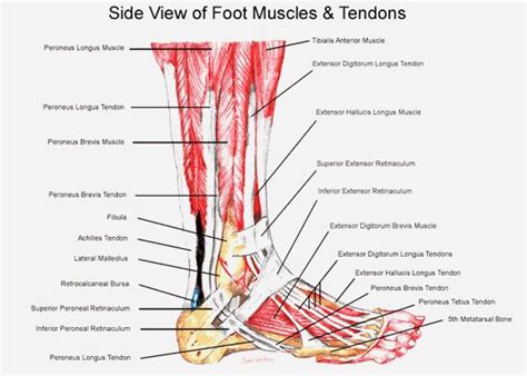 Human leg muscles diagram leg muscle chart gosutalentrankco. The 25+ best Ligaments of the ankle ideas on Pinterest ...