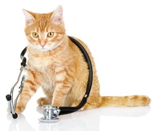 Our bodies need insulin to use the. Feline Diabetes Treatment | Diabetic Cat Care