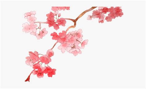 Wanderer Cherry Blossom Branch Transparent Hd