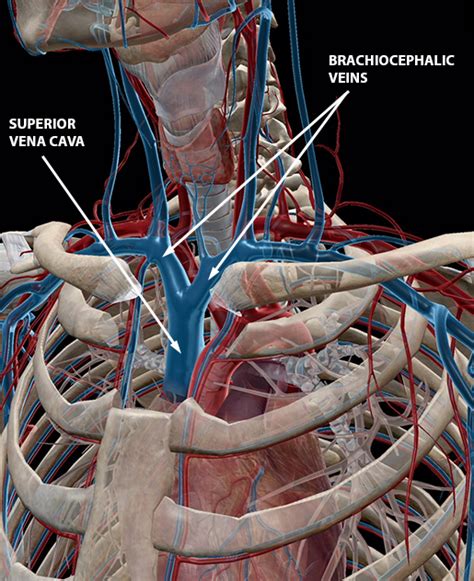 Whats Blood Got To Do With It Blood Vessel Basics