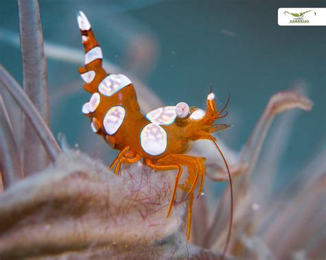 Sexy Shrimp Thor Amboinensis Meerwasser Wirbellose And Co