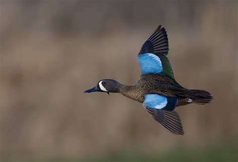 Blue Winged Teal Blue Winged Teal Waterfowl Taxidermy Teal Duck