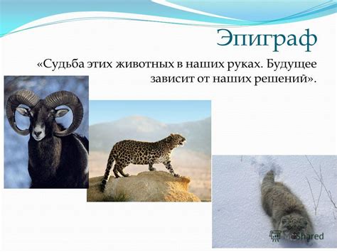 Манул — хищное животное из красной книги, находящееся под угрозой исчезновения. Презентация на тему: "Животные Кош-Агачского района ...
