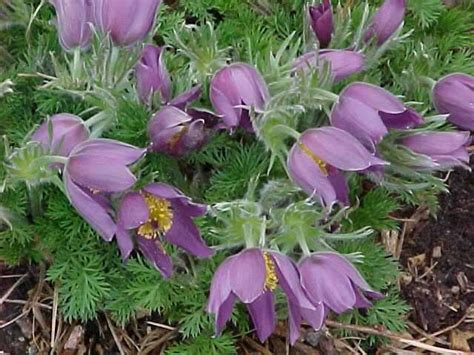 June & july are best planting months! Selected Perennials for Oklahoma Gardens