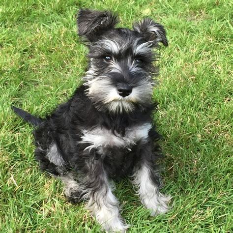 Looking for the best miniature, toy & teacup schnauzer breeders? Miniature Schnauzer Info, Temperament, Puppies, Pictures
