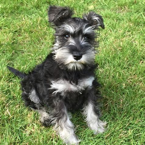 Maybe you would like to learn more about one of these? Miniature Schnauzer Info, Temperament, Puppies, Pictures