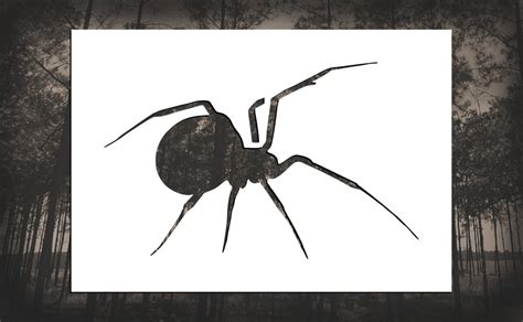 Black Widow Spider Reusable Stencil Many Sizes Etsy