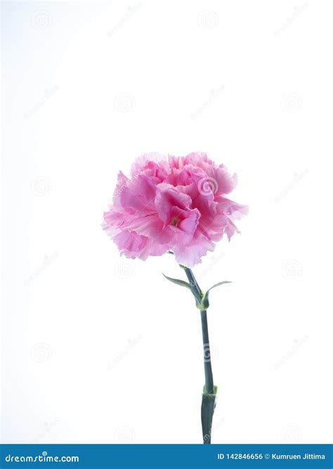 Single Pink Carnations Flower On White Stock Photo Image Of Single