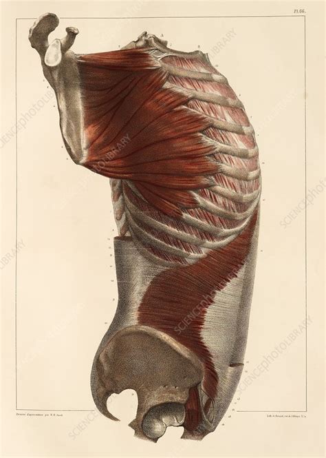 Lateral Trunk Muscles 1831 Artwork Stock Image C0147814 Science