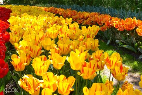 Private Flower Fields And Keukenhof Tour Best Flower Site