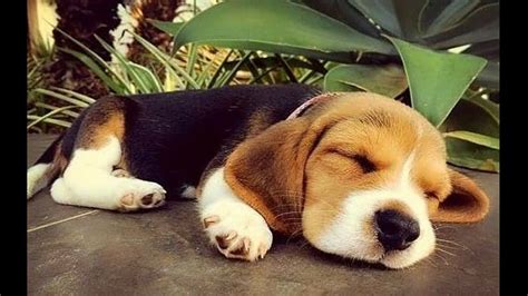 Funny And Cute Beagle Puppies Compilation Baby Beagles Hd Wallpaper