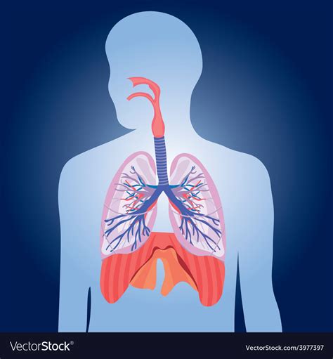 Respiratory System Lungs Human Body Royalty Free Vector