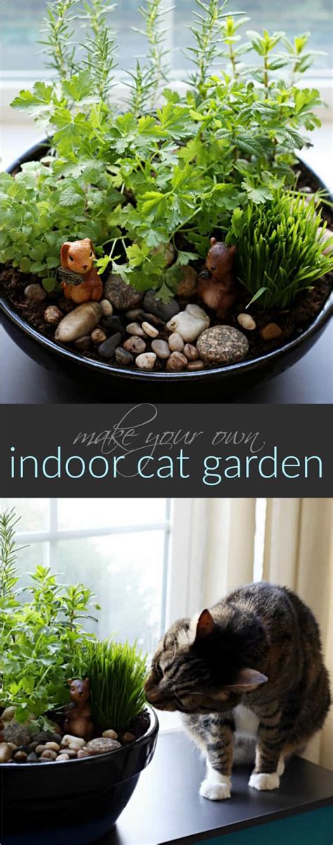 You do need to have patience and also be vigilant. How to Make an Amazing DIY Indoor Cat Garden | The Anti ...