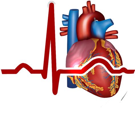 Myocardial Infarction Heart Cardiovascular Heart Circulatory System